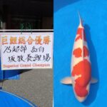 第71回長岡市錦鯉品評会　受賞鯉（総合）